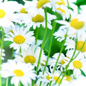 camomile daisy flowers nature background