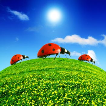 ladybug on dandelion field natura background