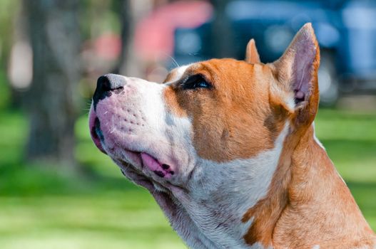 Staffordshire terrier head profile, outdoors portrait on back yard