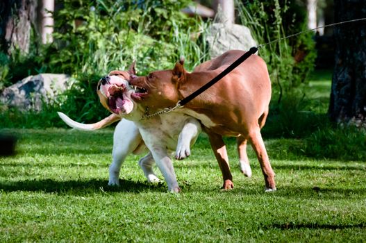 Two staffordshire terriers playing on back yard, one biting another