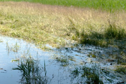 Green grassland flooded under water in summer in Germany