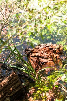 Wetlands with tree branch and stump in flooded high grass and plants