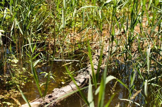Wetlands with tree branch in flooded high grass and plants