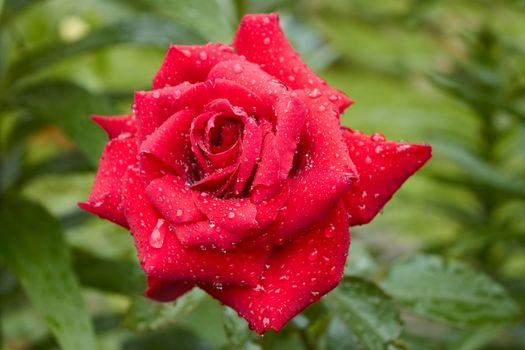 Flowering roses in flowerbed after the rain with water drops. Close-up