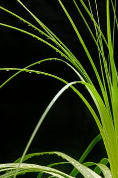 Grass covered with drops of water, beautiful