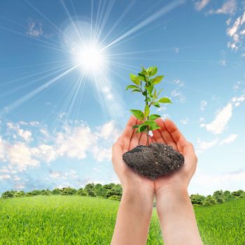 Hands holding green sprouts and sunny sky