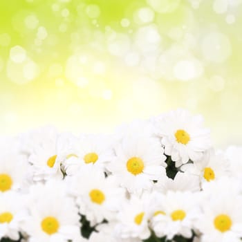 Colourful background with white and yellow camomiles