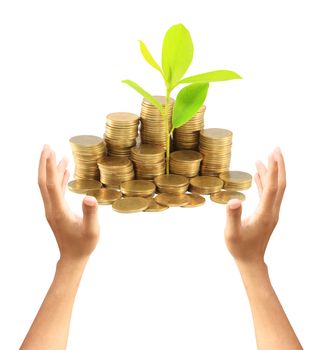 Gold coins and plant. On a white background