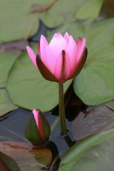 a pair of pink water lily on pond in nature