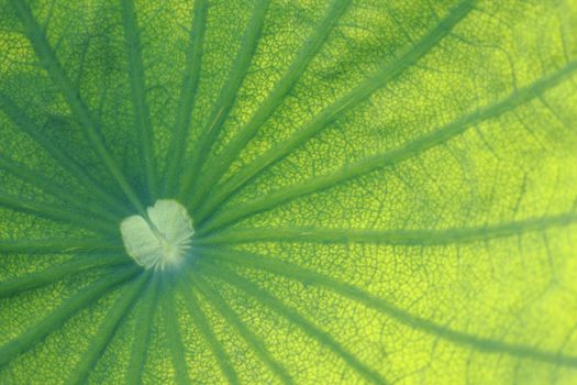 closeup green lotus leaf texture in nature