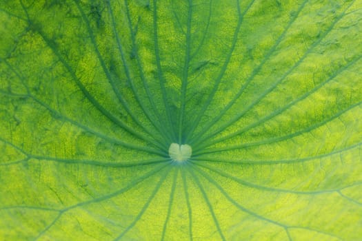 closeup green lotus leaf texture in nature