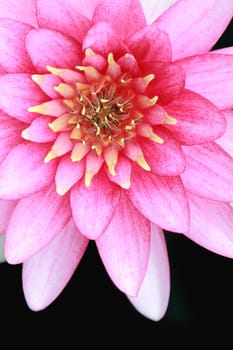 pink water lily isolated on black background