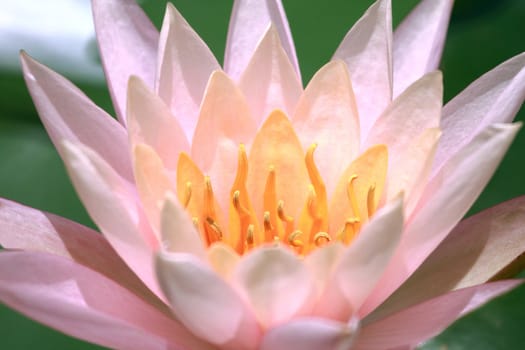 closeup pink water lily in nature, selective focus