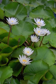 Group of soft purple water lily on pond in nature