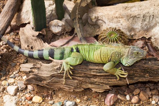 Green Iguana is sitting on a rock