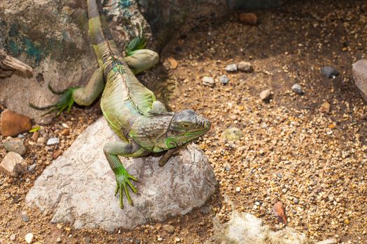 Green Iguana is sitting on a rock