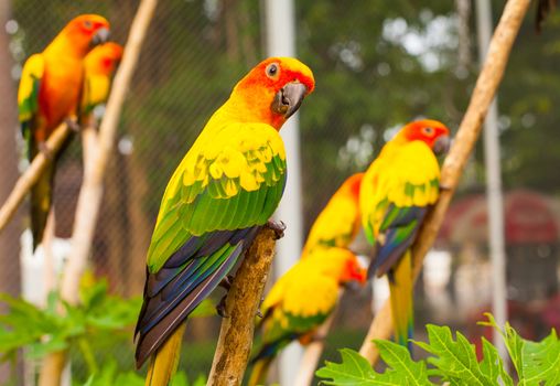 yellow parrots are seatting on the branch