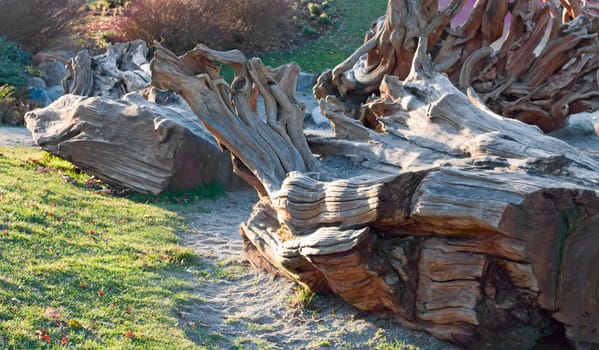 Photo of old dried fallen tree at sunset.