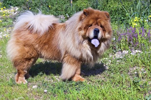 Young Chow Chow among the flowers