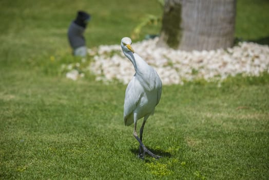 Observed the bird on a lawn in Sharm el Sheik, Egypt. April 2013.