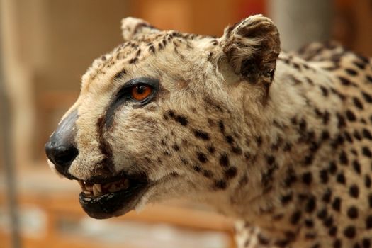 Ancient cheetah