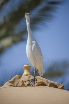 Observed the bird on a lawn in Sharm el Sheik, Egypt. April 2013.