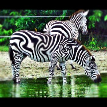 edited stripes on Zebra enjoying a drink