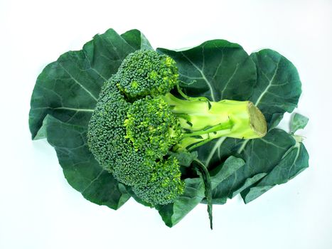 Leaf of a broccoli on a white background