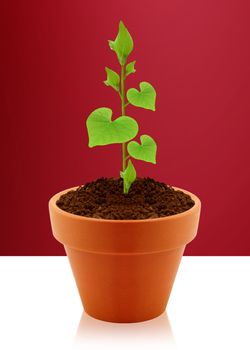 Young plant with heart shaped leaves in garden pot.