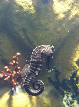 small seahorse