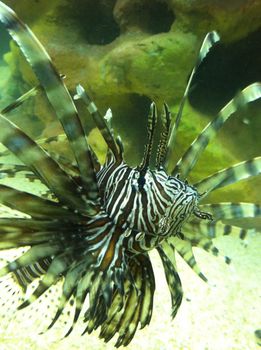 lionfish proudly displaying its barbs