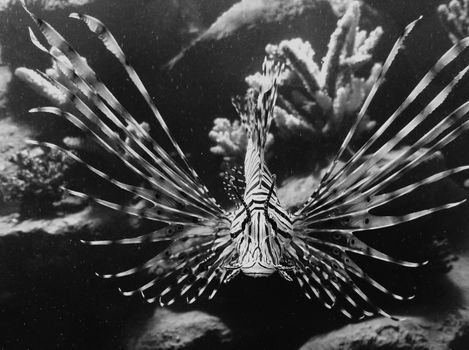 Small lionfish on display in black and white