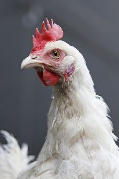 head and neck of chicken and blurred background