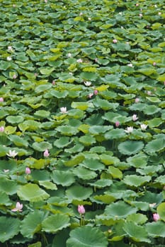 Lotus in full bloom in the summer