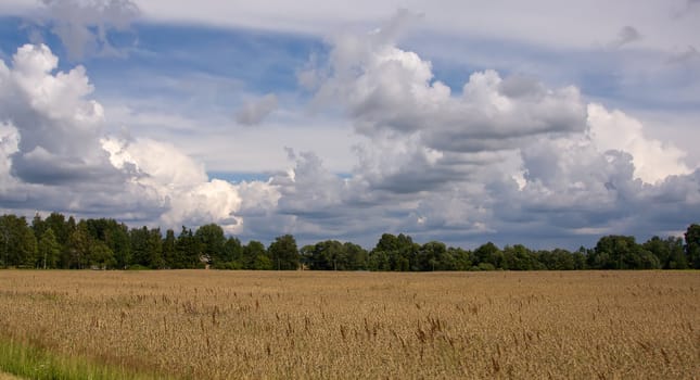 Lithuania summer land sky horizon