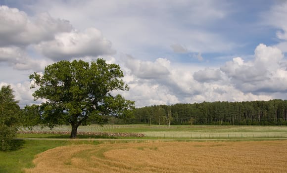 Lithuania summer land sky horizon