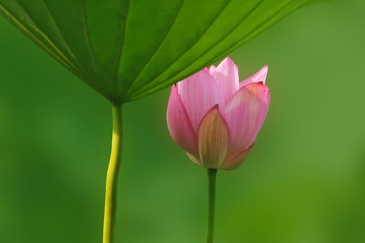 Lotus in full bloom in the summer