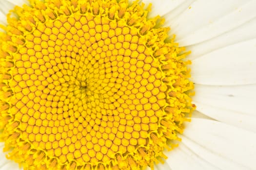 An extreme closeup shot of a beautiful daisy flower