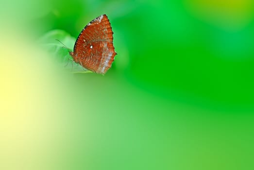 Brown butterfly on a green background