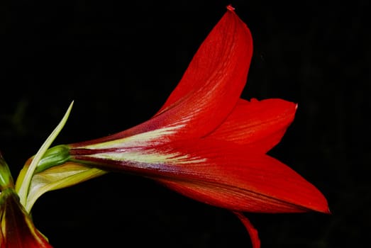 Its scientific name is Hippeastrum rutilum