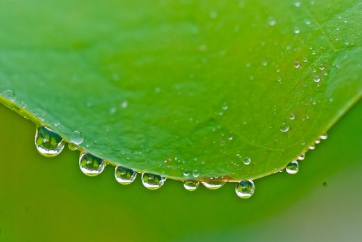 Lotus leaf edge of the water droplets