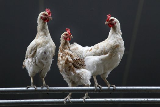 three white chickens against dark background