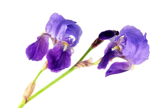 wild lily flowers of purple color cut and isolated