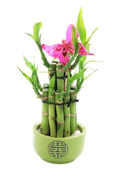 lucky bamboo in bowl with green and pink butterfly cut off and isolated
