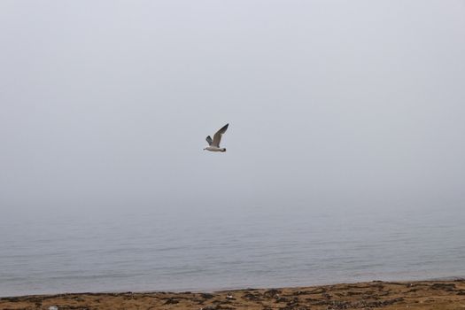 Seagulls in a fog early in the morning