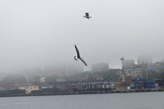 Seagulls in a fog early in the morning