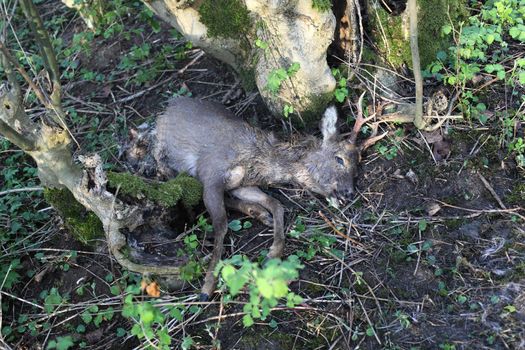 half eaten dead deer on the forest floor