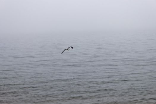 Seagulls in a fog early in the morning