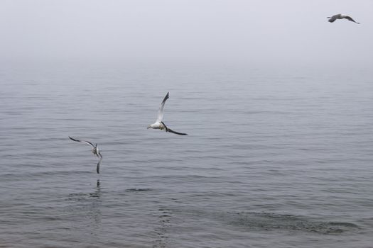 Seagulls in a fog early in the morning