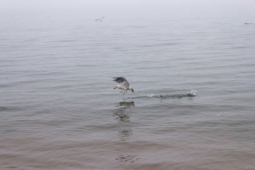 Seagulls in a fog early in the morning